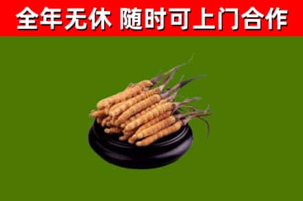 井研县回收冬虫夏草